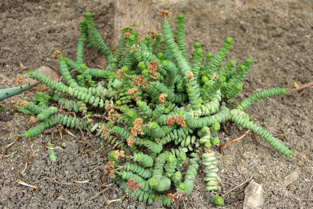 Grubosz 'Crassula tetragona'