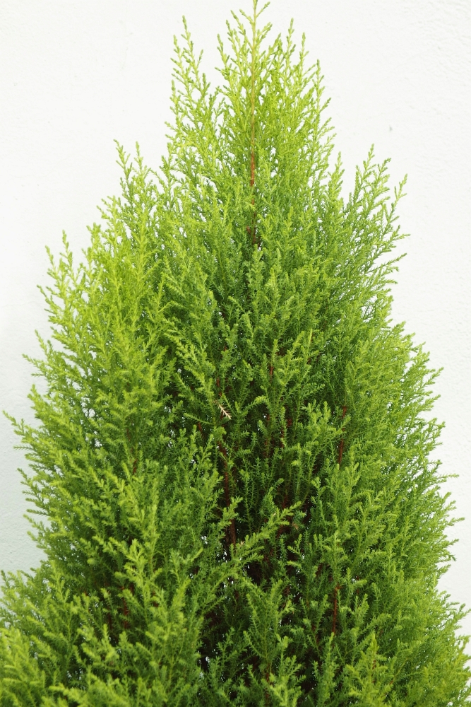 Cupressus macrocarpa ’Goldcrest’