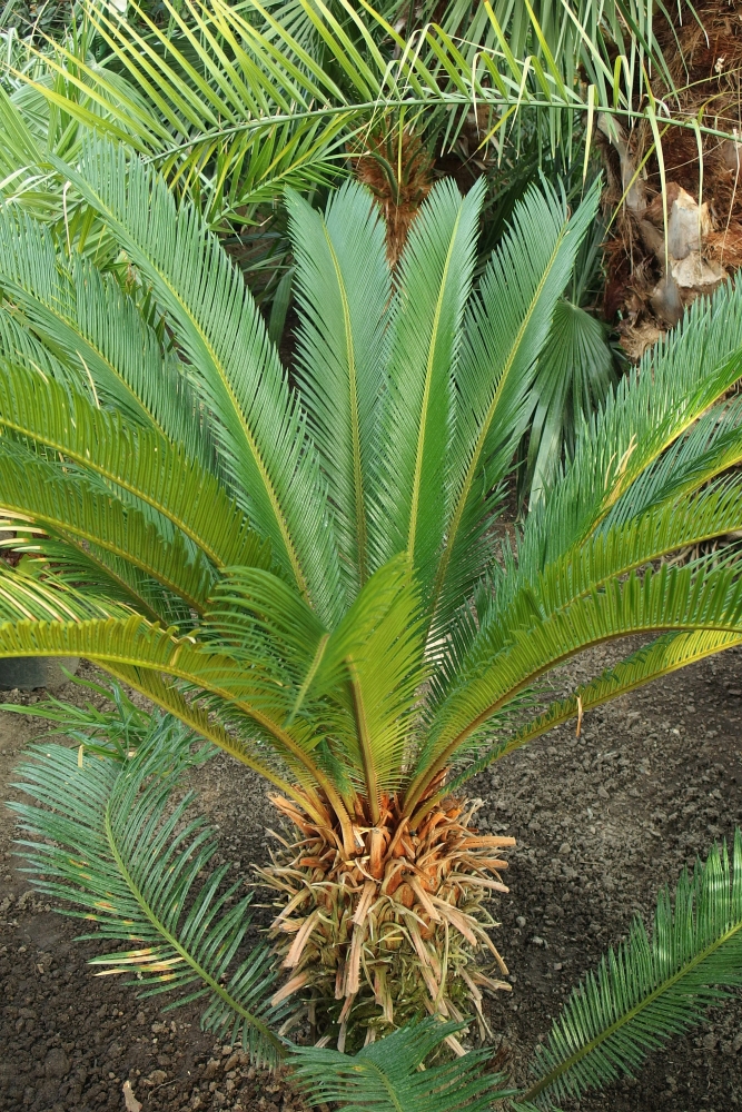 Cycas revoluta