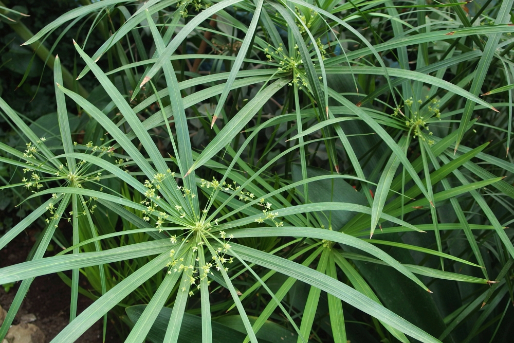 Cyperus alternifolius