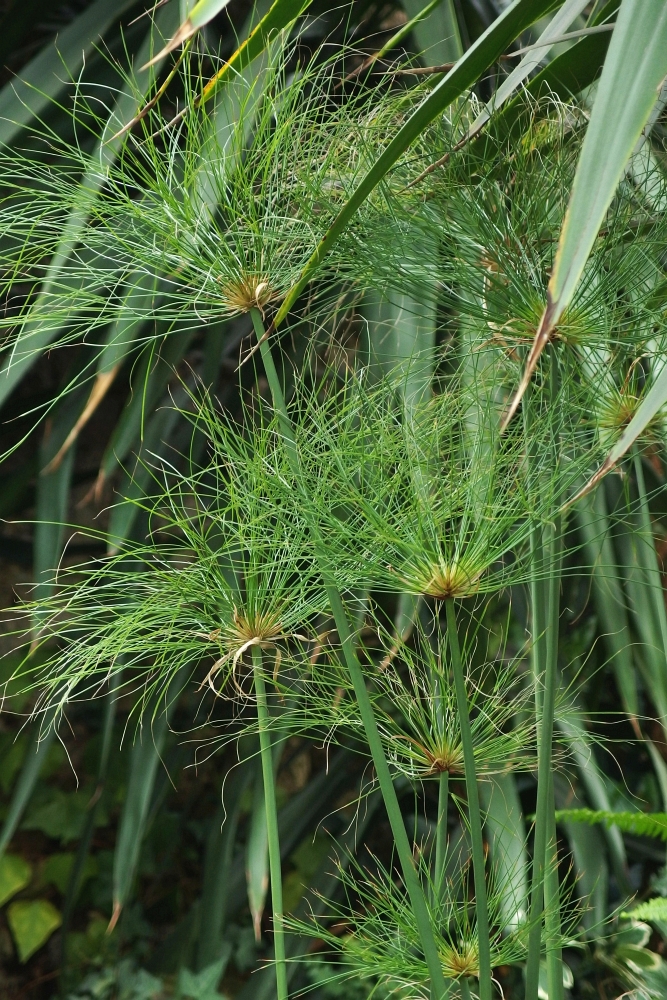 Cyperus papyrus