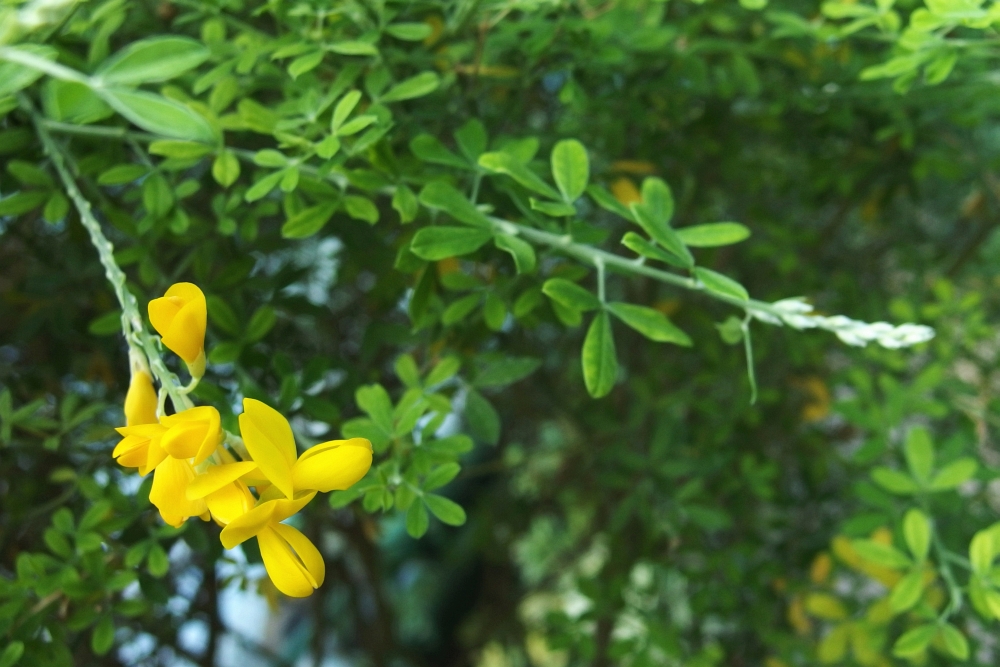 Cytisus x racemosus