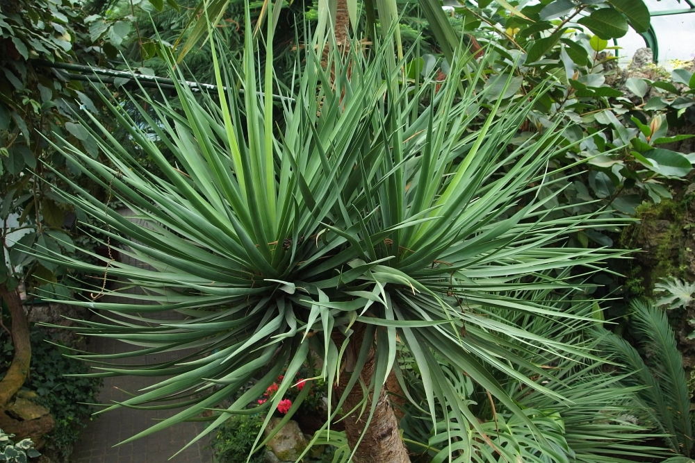 Dracena smocza