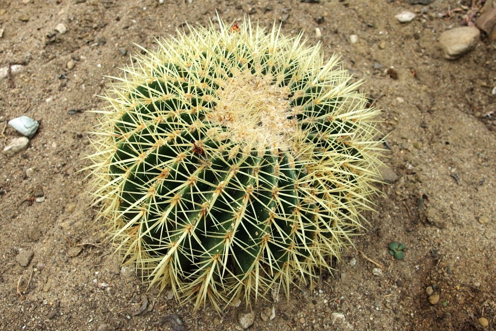 Echinocactus grusonii