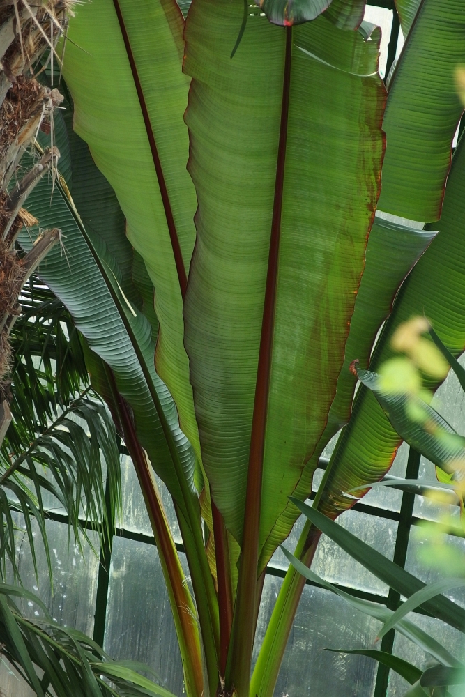 Ensete ventricosum ’Maurelii’