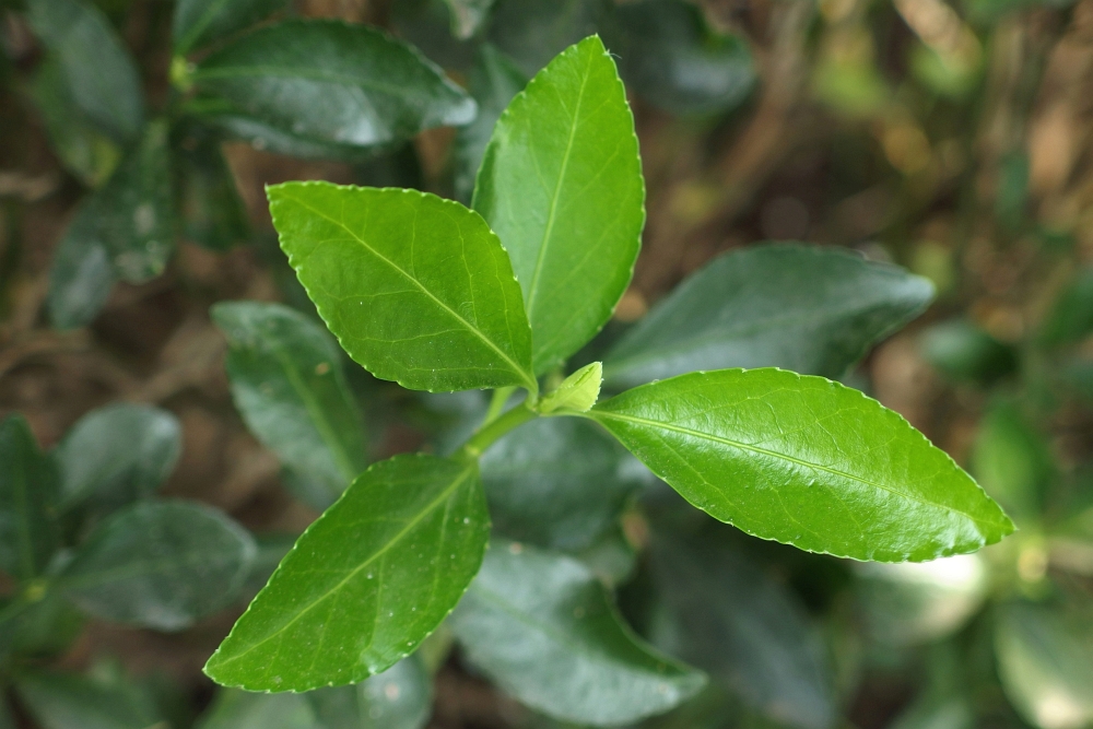 Euonymus japonicus