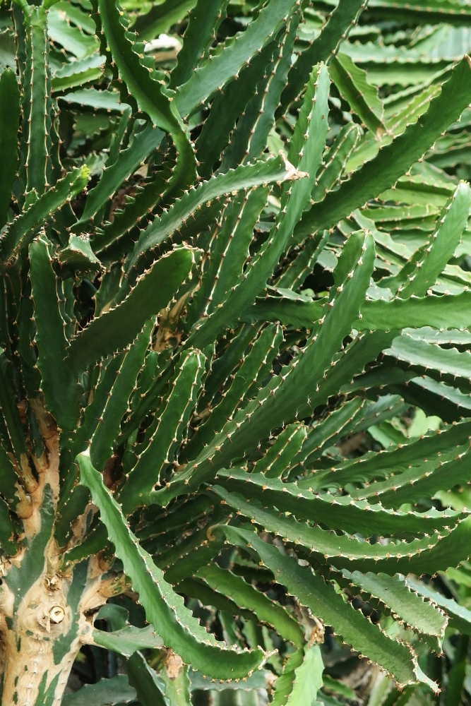 Euphorbia candelabrum