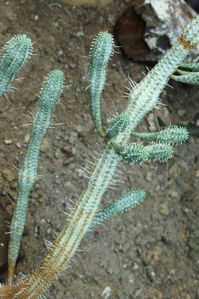 Euphorbia mammillaris Variegata