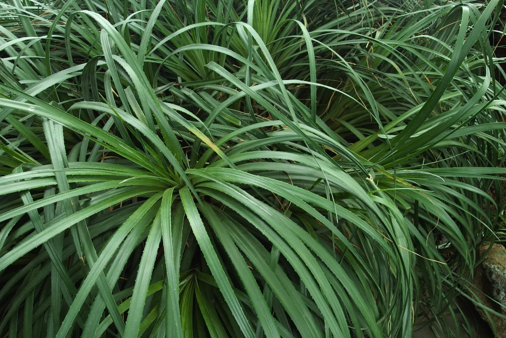 Fascicularia bicolor