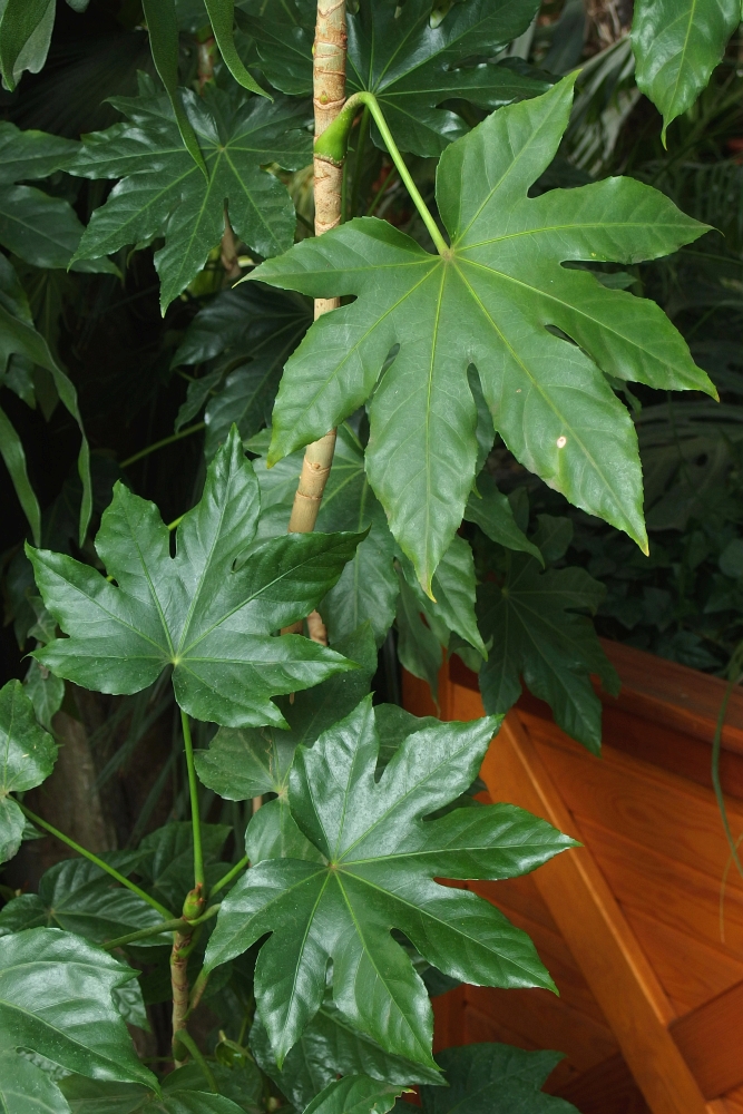 Fatsia japonica