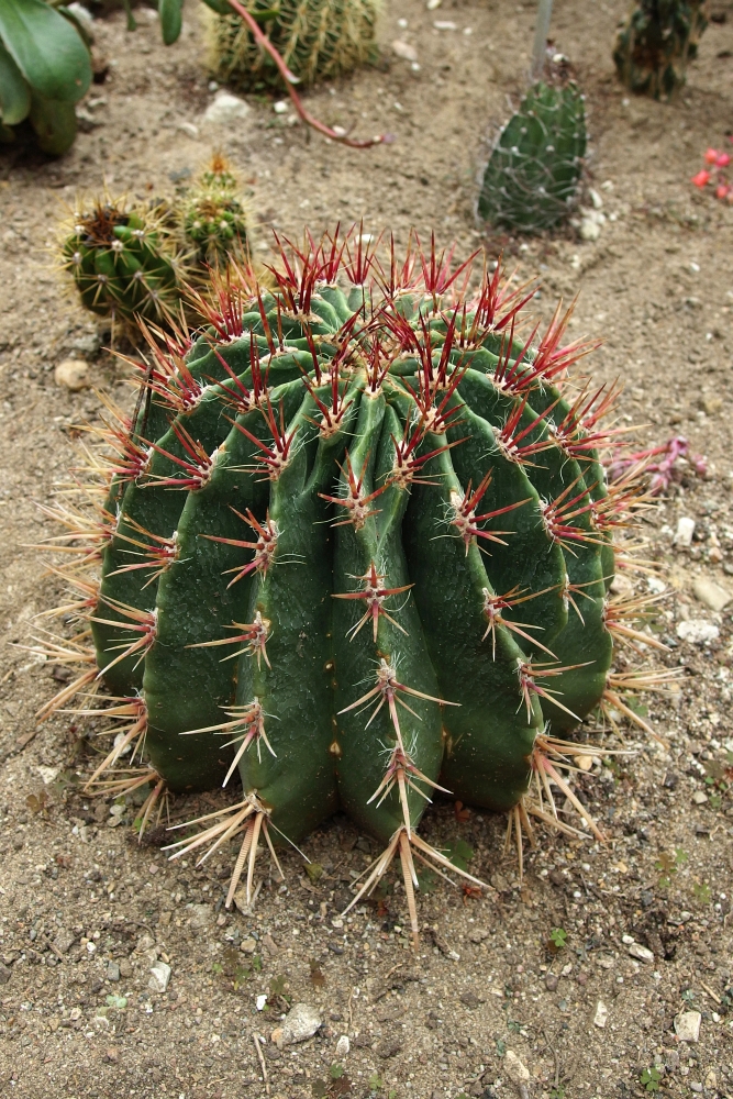 Ferocactus pilosus