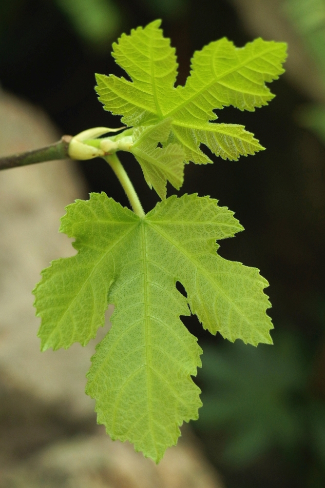 Ficus carica