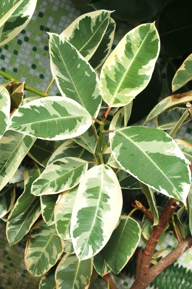 Ficus elastica ’Variegata’