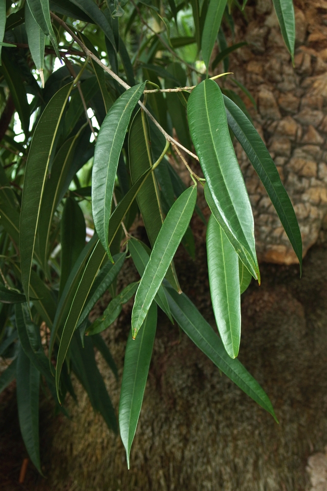 Ficus maclellandii ’Alii’