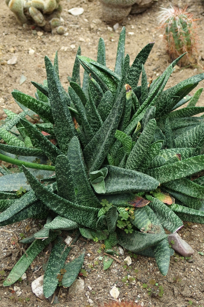 Gasteria carinata var. verrucosa