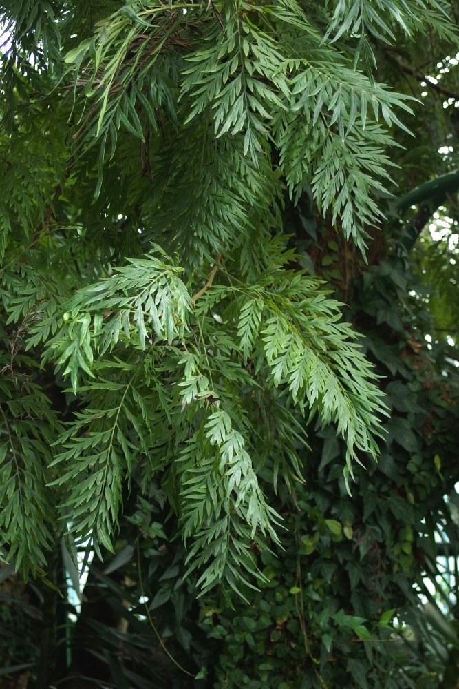 Grevillea robusta