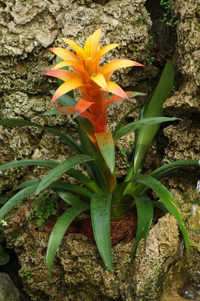 Guzmania języczkowata