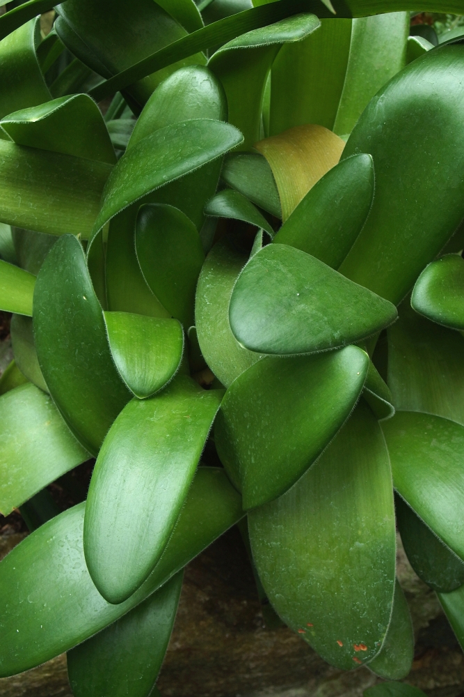 Haemanthus albiflos