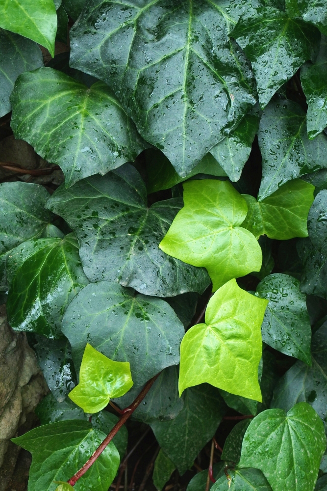 Hedera canariensis