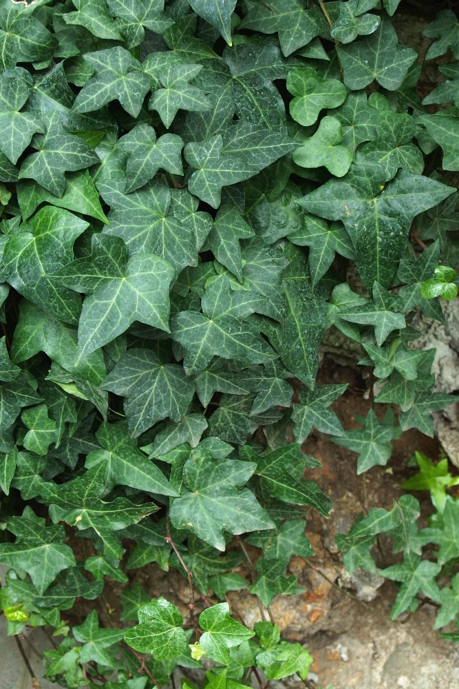 Hedera helix