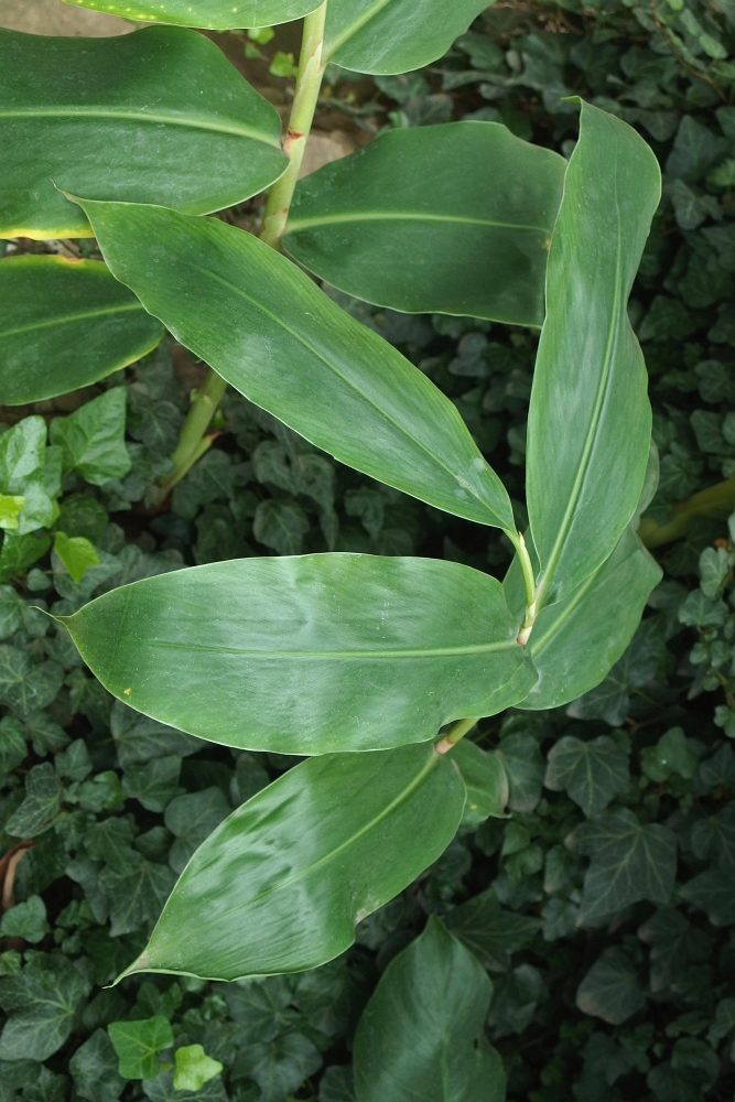 Hedychium gardnerianum