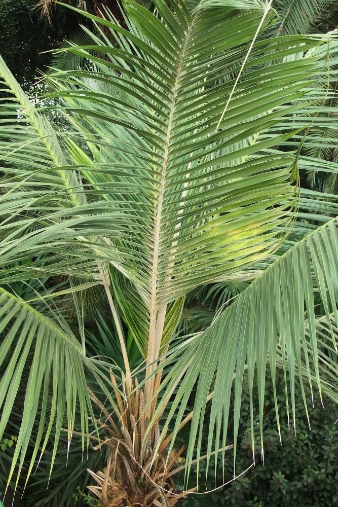 Howea forsteriana