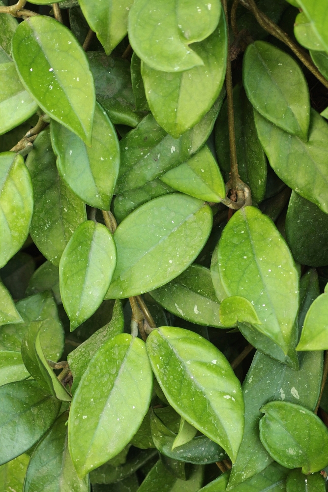 Hoya carnosa