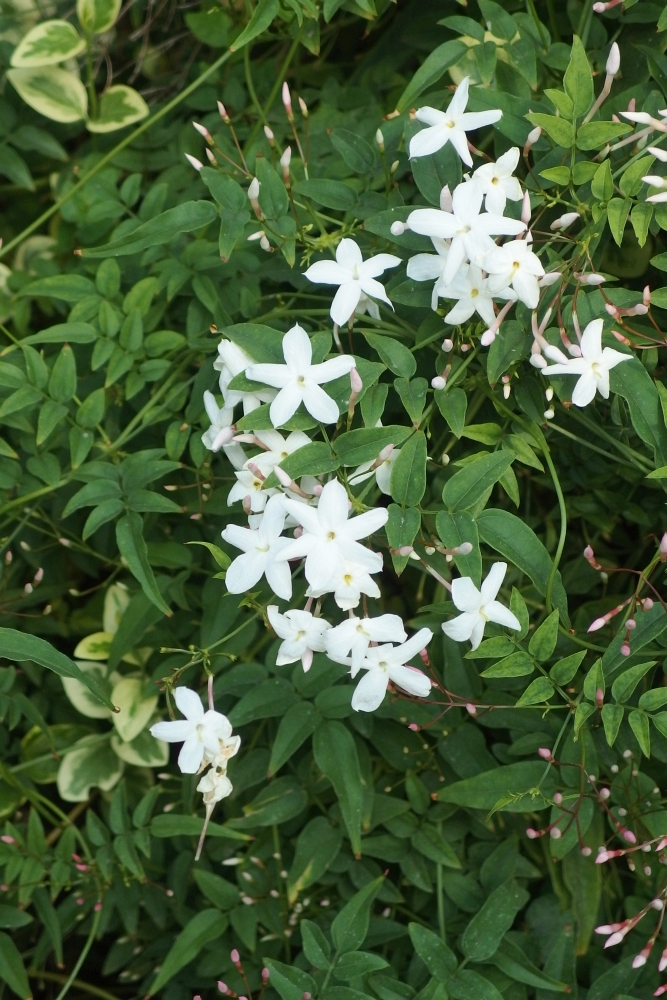 Jasminum polyanthum