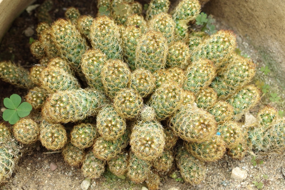 Mammillaria elongata