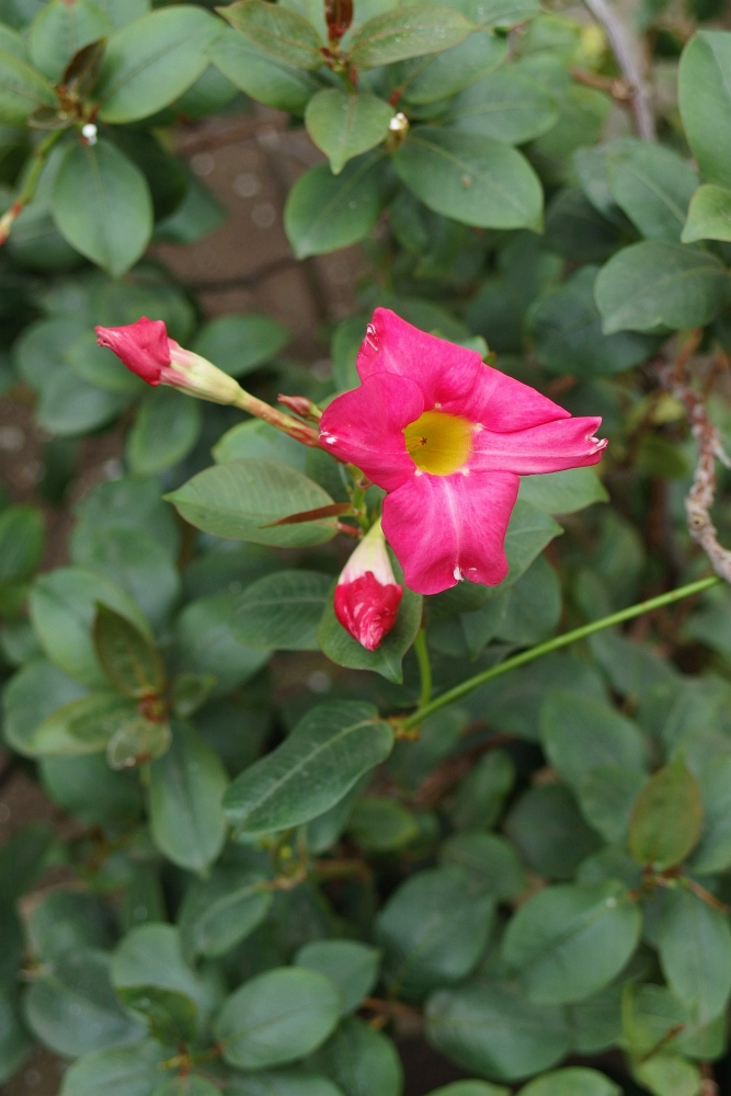 Mandevilla sanderi