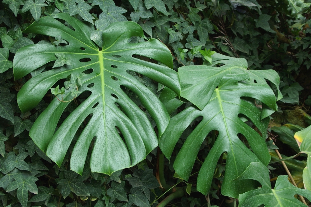 Monstera dziurawa