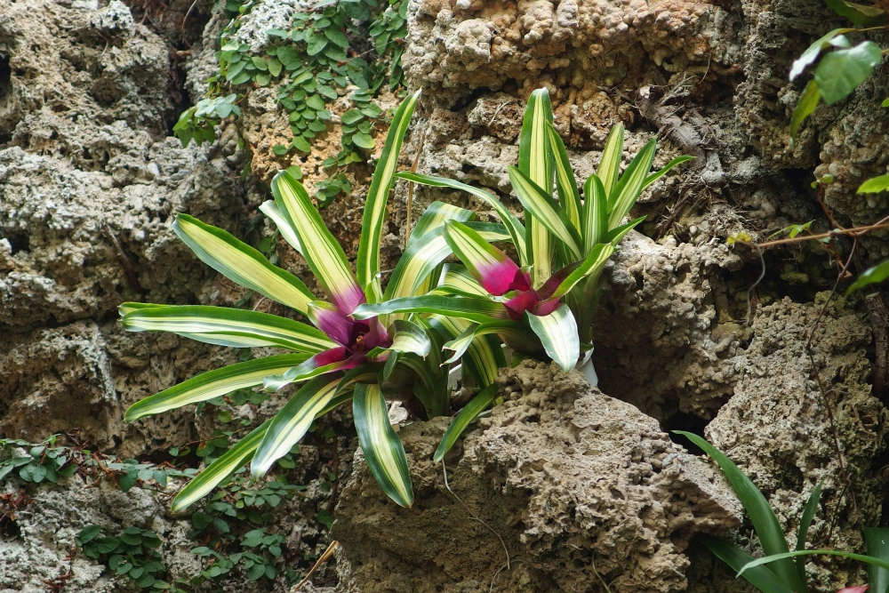 Neoregelia carolinae Tricolor