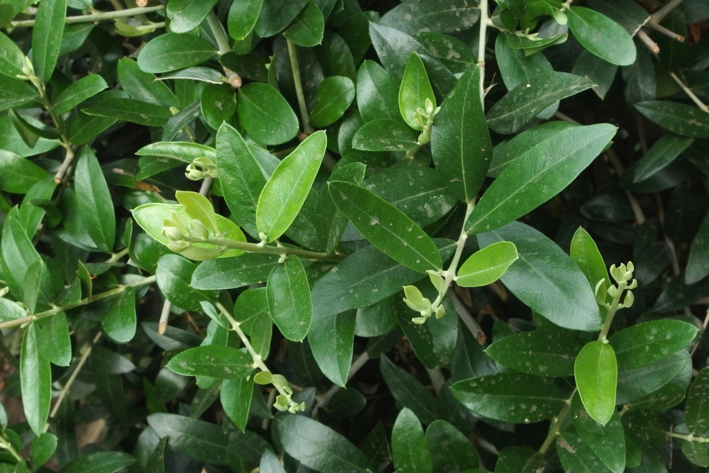 Olea europaea