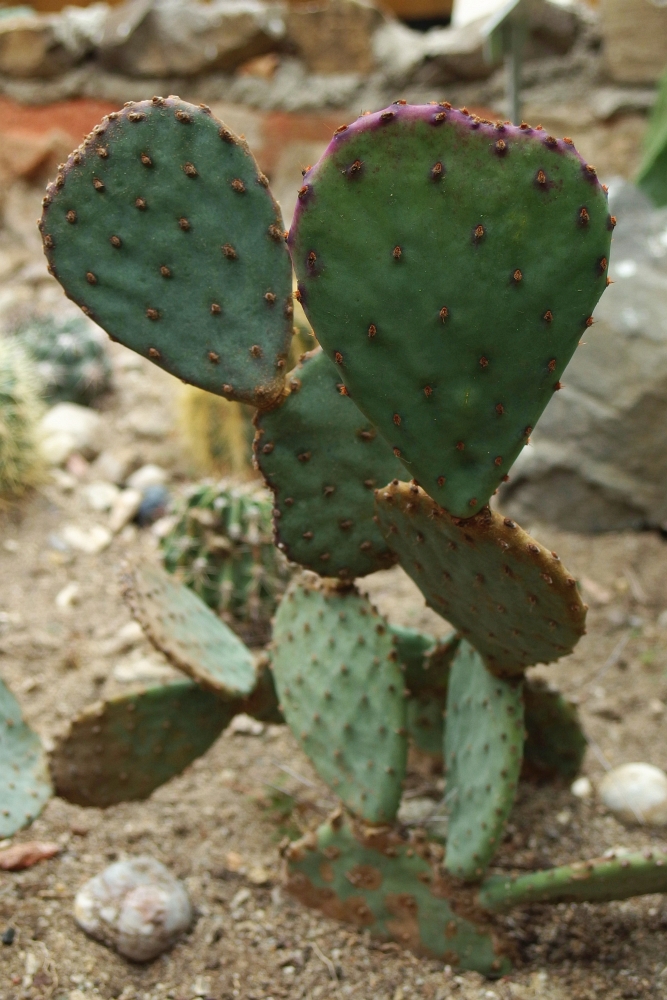 Opuntia basilaris