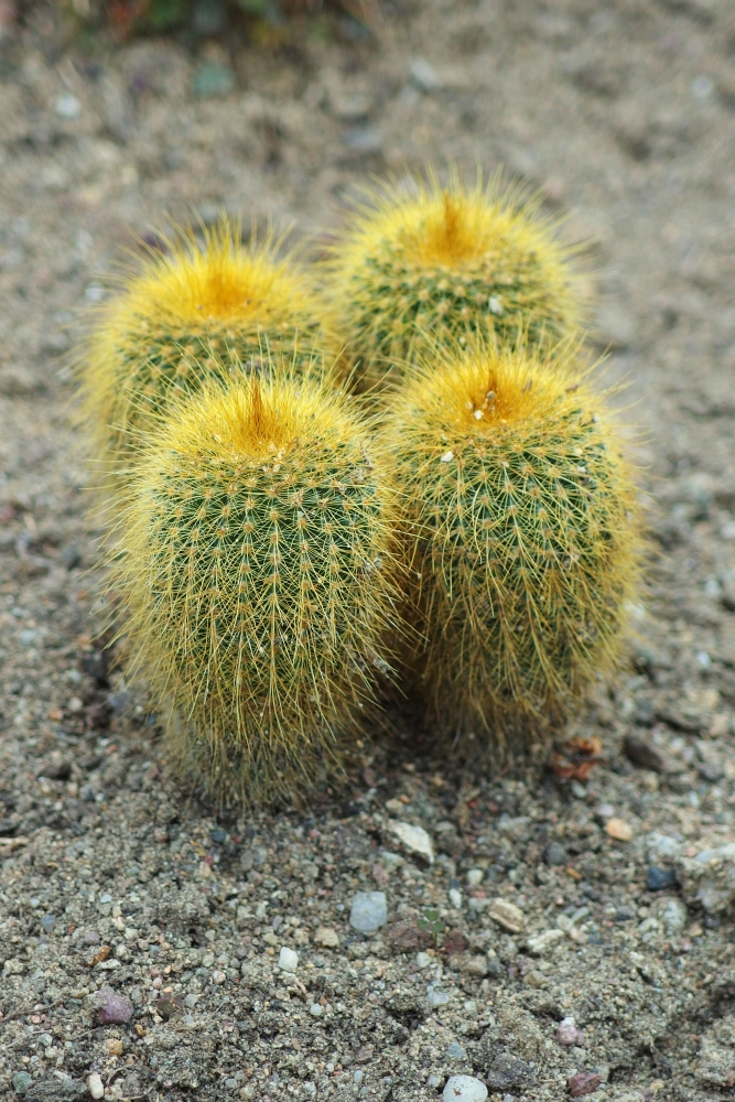 Parodia leninghausii