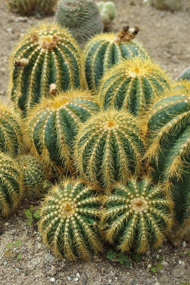 Parodia warasii