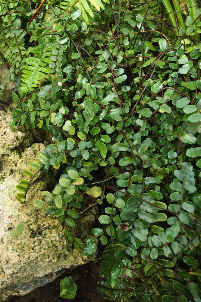 Pellaea rotundifolia