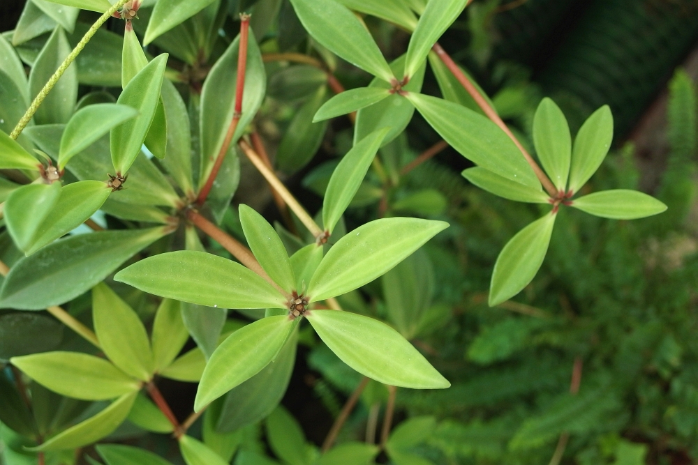 Peperomia pereskiifolia