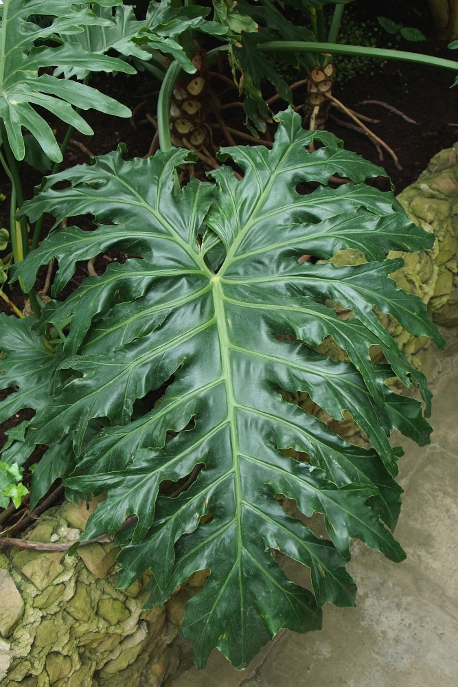 Philodendron bipinnatifidum