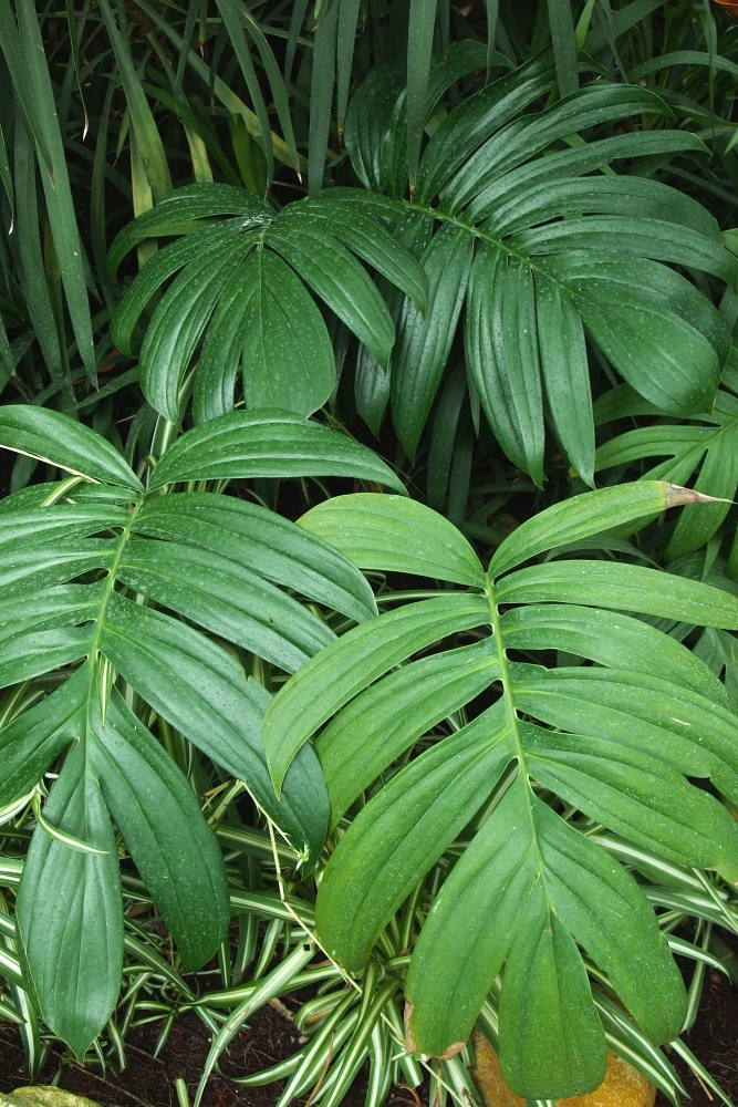 Philodendron elegans