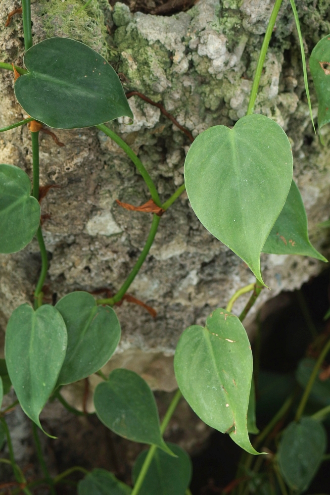 Philodendron scandens