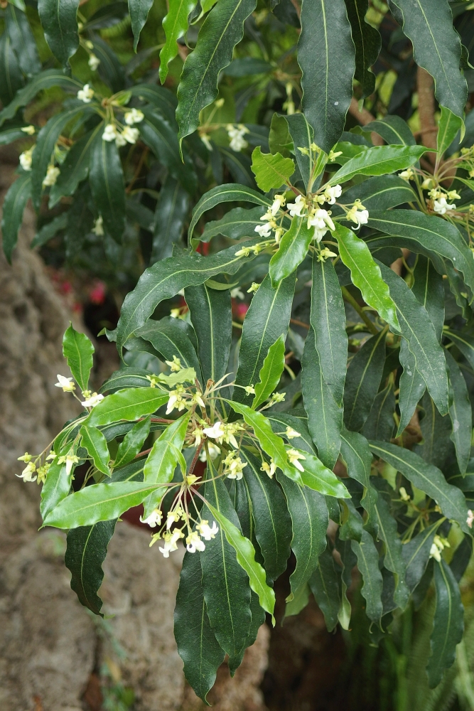 Pittosporum undulatum