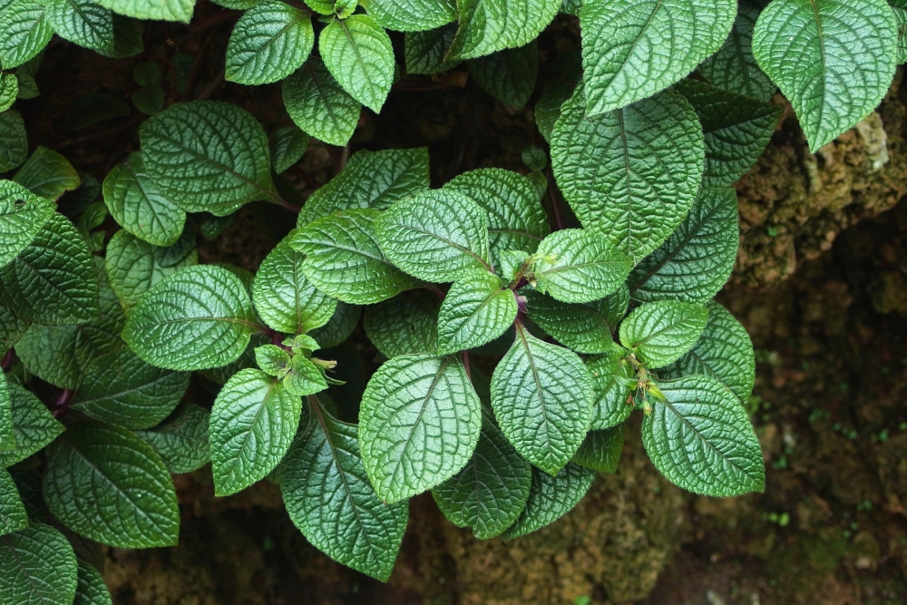 Plectranthus coleoides Nico