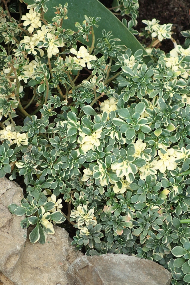 Aeonium lindleyii ’Variegata’