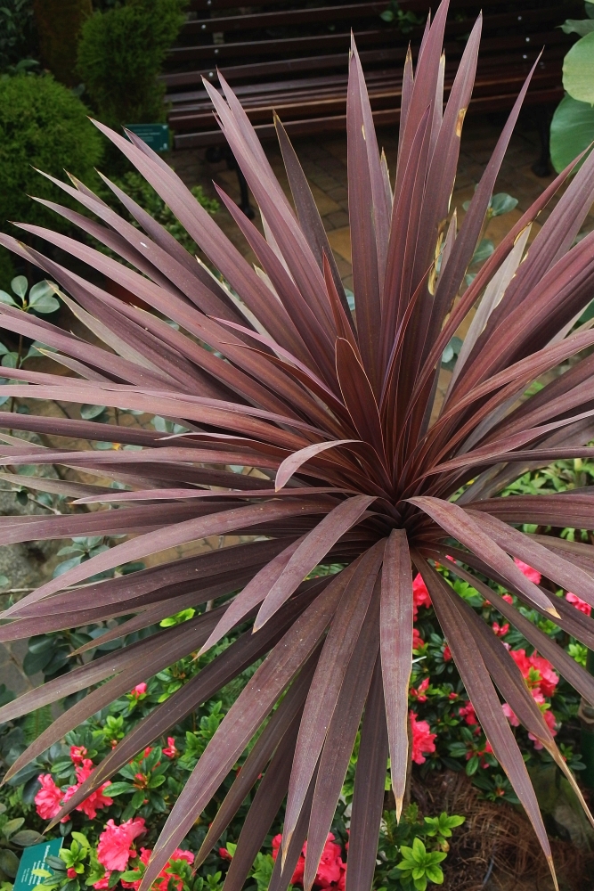 Kordylina australijska 'Red Star'