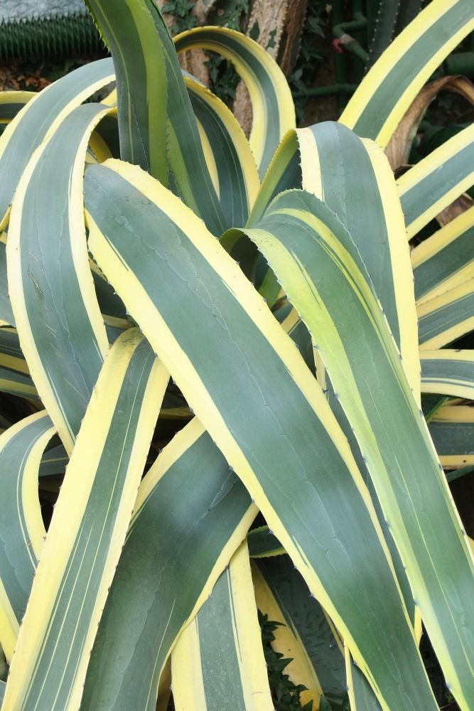 Agave americana Variegata