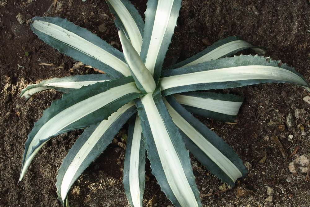 Agave americana Mediopicta Alba