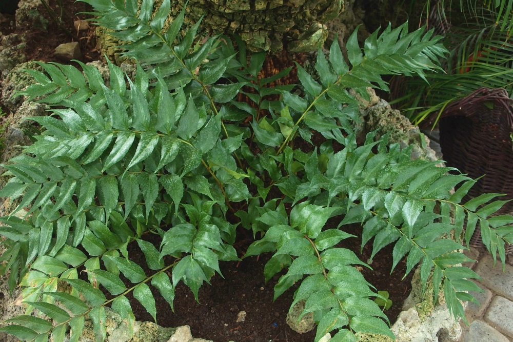 Polystichum falcatum