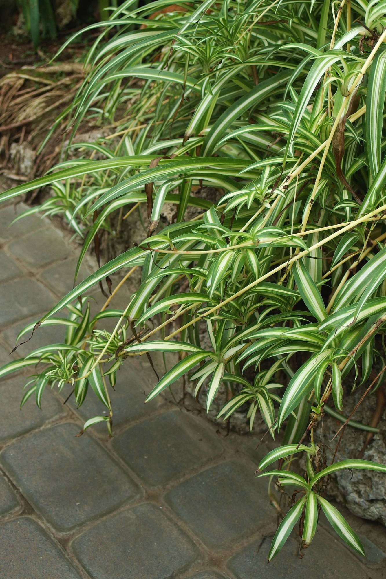 Chlorophytum comosum 'Vittatum'