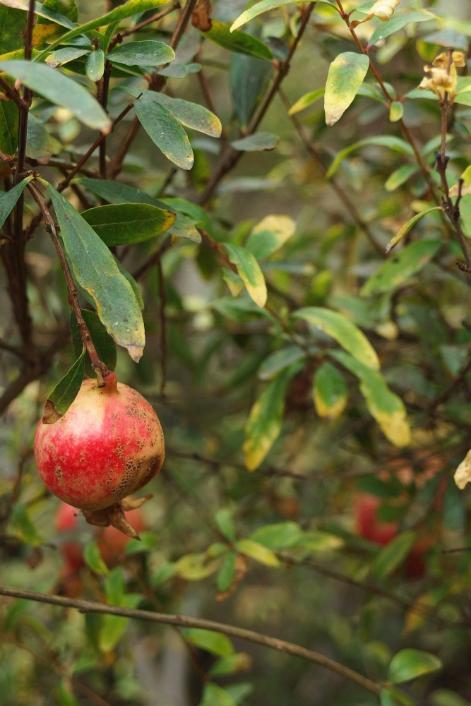 Punica granatum